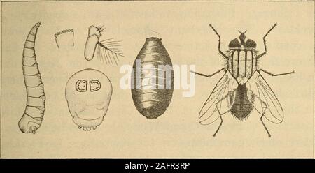. La salute in casa e città. con-tagious malattie. Se essi sono ammessi a perderci in camera thesick, i loro corpi e i piedi possono diventare coveredwith germi. Uccidere ogni volo in malati camera. La febbre tifoide e la Guerra di Cuba.-theCuban durante la guerra di 1898 febbre tifoide ucciso più uomini costituiscono l esercito degli Stati Uniti rispetto ai proiettili ha fatto. Withinsix settimane si è sviluppato nel novanta per cento dei campi.Tra gli ufficiali e gli uomini vi erano 20,738 caseswith 1580 decessi. Questo significa che un quarto dei thesoldiers aveva febbre tifoide. Quasi nove decimi di tutti thedeaths sono state causate da questa malattia. Come la febbre la diffusione. - H Foto Stock
