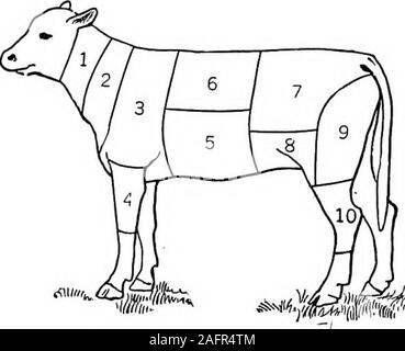 . Cibo; la sua composizione e di preparazione di un libro di testo per le classi di scienze domestiche. esh del vitello. Buona vealcomes da un animale di circa due mesi di età. Il colorshould essere noioso rosa. Una recente indagine per il cibo comparative valueof immaturi di vitello e di carne di manzo matura, ha portato alla luce thefact che la differenza di composizione fra la twois sUght così come da non essere di alcun significato fisiologico. Come mai la maggiore proporzione di tessuto connettivo foimd in theveal rende necessario cuocere lentamente la carne di vitello per un lungo timeso che questo tessuto connettivo può essere ammorbidito. Quando questa carne 109 Foto Stock