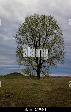 Maggio 19,2019 PERMANENTE PRENOTAZIONE ROCK N DAKOTA Lone Tree e tumulo indiano sulla roccia permanente Prenotazione indiana, Fort Yates, North Dakota. Foto Stock