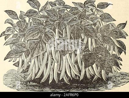 . Manuale di tutto per il Giardino : 1894. ?% Pt.,25c. pt. 40c. qt., $3.00 peck.cera nera. Quando sono maturi i baccelli sono gialli, aver-invecchiamento di 7 pollici di lunghezza, molto tenera e dell'bestquality. Quando i semi maturi di colore nero lucido. 10c. % Pt.,20c. pt, 30c. qt., $2.00 peck, $6.50 bushel. GOLDEN-EYED BEAN DI CERA. Milioni di persone alla fiera dei mondi ammirato la multa prati prodotta da semina del prato di Henderson di semi d'erba. Vedere le pagine 4 e 54.. PETEf* HErifcEnSOri & CO., flHUt VO^.-VEGETflfiHE semi. 21 Foto Stock