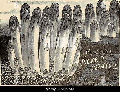 . Manuale di tutto per il Giardino : 1894. £ cm di circonferenza, e pesare circa twopounds. Il hasnow Palmetto state piantate in tutti partsof il paese e la ri-porti abbiamo indicano che l itis altrettanto ben adattato per allsections nord e sud. Itsquality è ineguagliabile. (Seecut.) 10c. pkt., 25c. oz., 75c. % Lb.,$2.00 lb. Colossale. La varietà standard.I germogli sono del largestsize; molto produttivo e della migliore qualità. 5c. pkt.,10c. oz., 20c. y± lb., 50c. lb.. *" Radici asparagi. &Gt; se per essere inviate tramite posta elettronica Aggiungere 40 cts. per100 ai prezzi. Un risparmio di uno o due anni di FEP Foto Stock