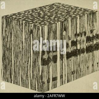 . La fabbricazione di pasta per carta e carta : un libro di testo di moderno impianto di pasta di legno e carta pratica. Fig. 11.-La fotomicrografia del blocco di legno di pioppo. X 20. (Preparata con prodotti di foresta Laboratories of Canada). Fig. 12.-La fotomicrografia del blocco di legno di betulla. X 20.(preparato dalla foresta prodotti nei laboratori del Canada.) le proprietà di legno 10 Foto Stock