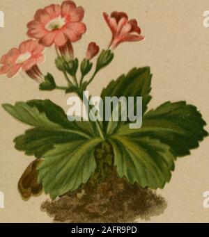 . Atlas der Alpenflora. Primula hirsuta Tutti i. (1785) = villosa Koch et aut nee Jacq.;viscosa Vill. nee Tutti i. - Rauhhaariger Himmelsschlüssel. Schweiz und Tirol, Wiesen, i3oo-2100 M. Juni-Juli. 409.. Primula Oenensis Thom. i. sched. = Daonensis Leyb. 1854.- Inn - Hitnmelsschlüssel. Schweiz, südlich und westlich Tirol, Wiesen, trockene Stellen. 2000 - 2700 M., auf Ur-gestein, Juni, Juli. 410. st flW se Cc^ Foto Stock