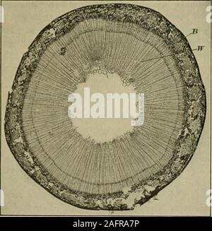 . La fabbricazione di pasta per carta e carta : un libro di testo di moderno impianto di pasta di legno e carta pratica. Fig. 2.-Sezione di Clematis stelo. X 20. (Preparata con prodotti di foresta Laboratories of Canada.)In questo e piante simili, le uniche parti di valore per pasta per carta sono le fibre tessili liberiane B,che mostrano come i cappucci raccordo su ciascun fibro-fascio vascolare F. Il parenchima (albedo) cellsP e le cellule dei fasci, con l'eccezione del tiglio, cellule sono di poco o nessun valore.. Fig. 3.- Sezione trasversale dello stelo di paglie di lino. X 20. (Preparata con prodotti di foresta Laboratories of Canada.)Le fibre tessili liberiane B, che Foto Stock