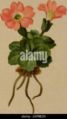 . Atlas der Alpenflora. Primula Clusiana Tausch. = spectabilis Koch nee Tratt. - Clusfu"; Himmelsschiüssel. Ostalpen bis zum Innflusse, auf Kalkboden, zaoo-aaoo M. Mai-Juli. 406. Primula Tiroliensis (Schott.) = Allionii Koch et aut. nee Lois. -Tirolischer Himmelsschlüssel. Süd]. Tirol, auf Dolomit. Mai-Juni. 407. Foto Stock