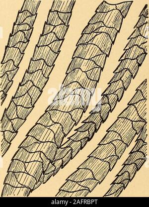 . Analisi delle vie urinarie e la diagnosi da microscopiche e l'esame chimico. Fig. 90.-fibre di seta (X 500).. Fig. 91.-fibre di lana (X 500). ing formazioni, che hanno la loro origine in corrispondenza del tubetto, ed eseguire in differentdirections o in singola barbules. Il tubetto è striata. Il barbules sono corpi estranei. 169 composta di diverse dimensioni di maglie e si restringono progressivamente verso le estremità,che sono frusta-simili. Foto Stock