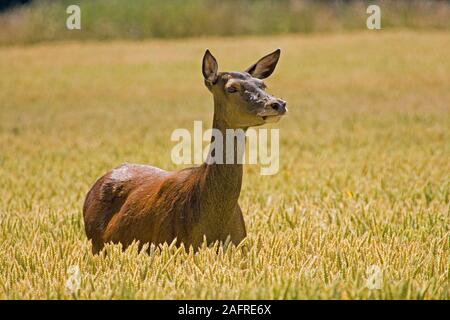 Il cervo (Cervus elaphus). Hind, volto ricoperto di mosche, rileva vicino alla presenza del fotografo. La maturazione del frumento campo di cereali. Ingham, Norfolk. Luglio Foto Stock