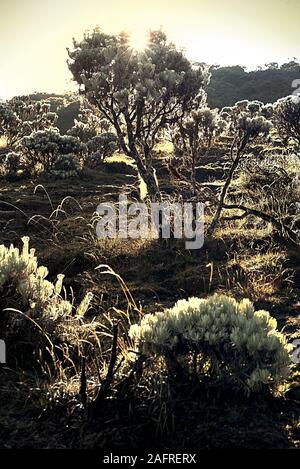 Edelweiss giavanese (Anaphalis javanica) a prato Mandalawangi, Mount Pangrango, Gede Pangrango National Park, Indonesia. Foto Stock