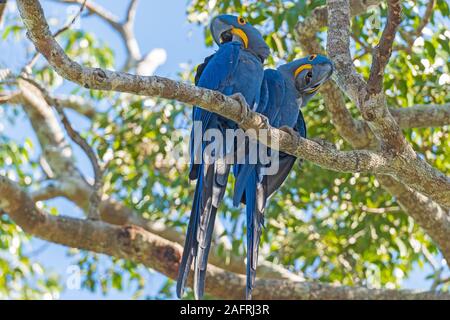 Una coppia di Giacinto Macaws in una struttura ad albero nella Pantantal in Brasile Foto Stock