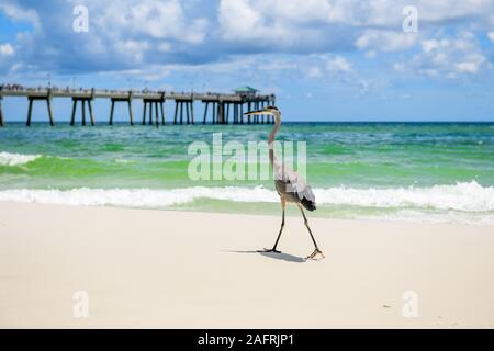 Airone blu (Ardea erodiade) camminando sulla riva del mare Foto Stock