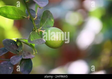 Agrumi (arancio, limone, pompelmo, mandarino, calce).I grappoli di freschi maturi giallo giallo (verdi) limoni su lemon tree(impianto) succursali in indian g Foto Stock