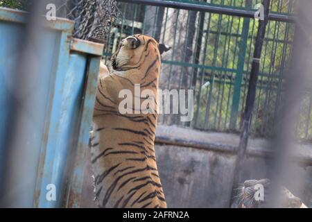 Una tigre è scalare la recinzione per vedere i visitatori all'interno dello zoo Foto Stock