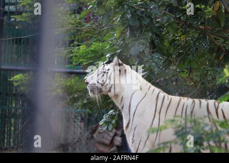 Una tigre è scalare la recinzione per vedere i visitatori all'interno dello zoo.la tigre bianca in piedi in erba guardando all'esterno,l'india(Royal tigre del Bengala) Foto Stock