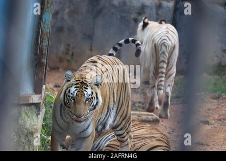 Una tigre è scalare la recinzione per vedere i visitatori all'interno dello zoo.la tigre bianca in piedi in erba guardando all'esterno,l'india(Royal tigre del Bengala) Foto Stock