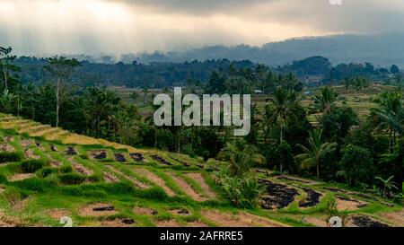 Riso Jatiluwih terrazza su un giorno nuvoloso con palme in background. Patrimonio UNESCO in Bali, Indonesia. Foto Stock