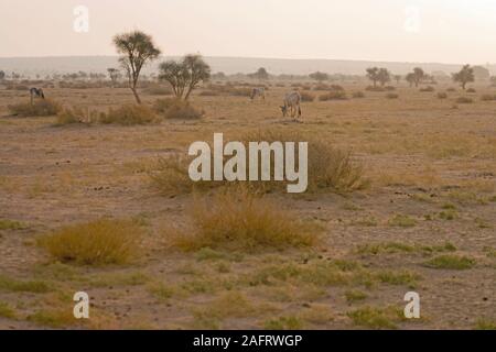 Deserto di Thar in mattina presto con libero compreso gli animali domestici della specie bovina (Bos taurus). Rajasthan, India. Febbraio Foto Stock