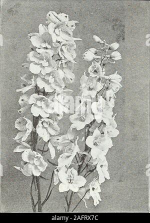 . Farquhar dell'autunno catalogo : 1921. ne e luglio. 2 ft Boeconia cordata. (Plume papavero.) bianco; Agosto 8 ft.Boltonia asteroides. (Falso camomilla) di puro whiteaster-come fiori; Agosto al 5 ottobre a 6 ft. .Latisquama. Rosa, venato witli lavanda; preziosa per i grumi tra gli arbusti; Agosto 4 ft Calimeris incisa. (Star Wort.) un impianto compatto con aster-come i fiori di lavanda pallido; da luglio a settembre IJ ft.Callirhoe involucrata. (Malva papavero.) vistose trailing malva; crimson; fiorisce per tutta l'estate campanula. (Bell-fiore.)alliariaefolia. Annuendo fiori bianchi; giugno. 2 ft. .Carpatica. (Campane dei Carpazi.) affascinante Foto Stock