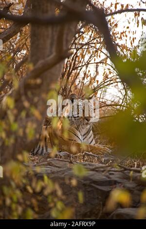 Tigre del Bengala (Panthera tigris). Tre anni di tigre che esibisce il camuffamento e dirompente colorazione a strisce, Ranthambhore Rajasthan, India. Foto Stock