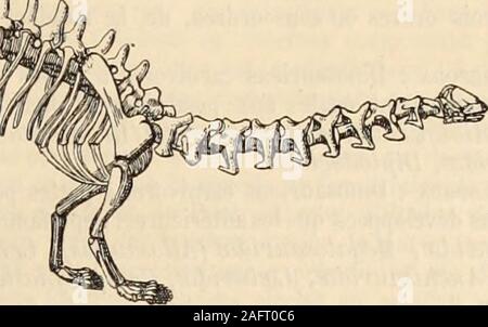 . La Grande encyclopédie, inventaire raisonné des sciences, des lettres et des Arts. Brontosaurus excelsus. sectes et de mollusques quils cherchaient dans la vaso oudans le sable : tels sont VHallopus et Y omettere ko mi mus.Parmi les forme plus robustes, il en est plusieurs qui ont Foto Stock