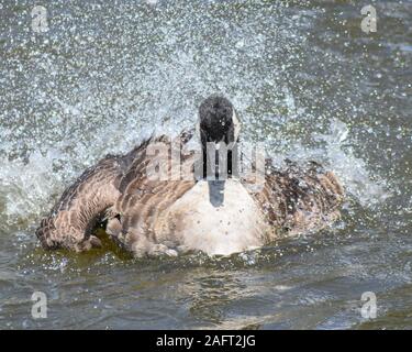 Splish Splash stavo prendendo un bagno Canada Goose Foto Stock