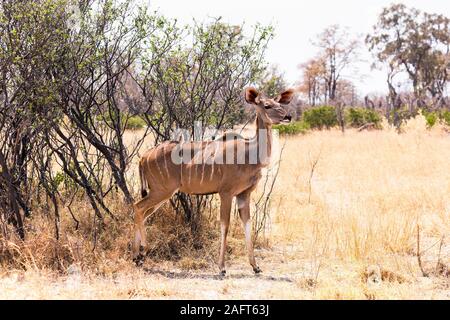 Kudu femminile in piedi da cespuglio in savana, Moremi Game Reserve, Okavango delta, Botswana, Sud Africa, Africa Foto Stock