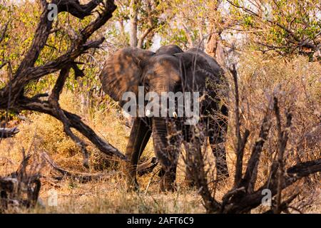 Elefante nella foresta di cespugli, sera, Moremi riserva di caccia, delta di Okavango, Botswana, Africa Meridionale, Africa Foto Stock
