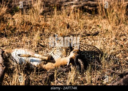 Caccia al leopardo Impala, Impala è viva, nella foresta mattutina, nella Moremi Game Reserve, Delta di Okavango, Botswana, Africa Meridionale, Africa Foto Stock