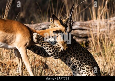 Caccia al leopardo Impala, Impala è viva, nella foresta mattutina, nella Moremi Game Reserve, Delta di Okavango, Botswana, Africa Meridionale, Africa Foto Stock