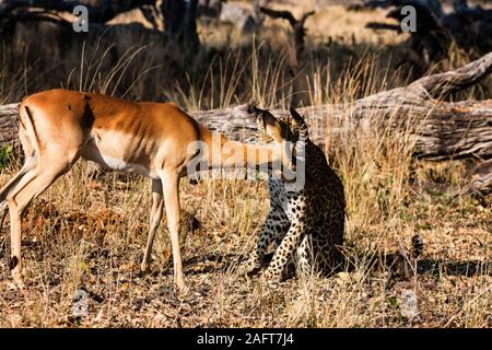 Caccia al leopardo Impala, Impala è viva, nella foresta mattutina, nella Moremi Game Reserve, Delta di Okavango, Botswana, Africa Meridionale, Africa Foto Stock