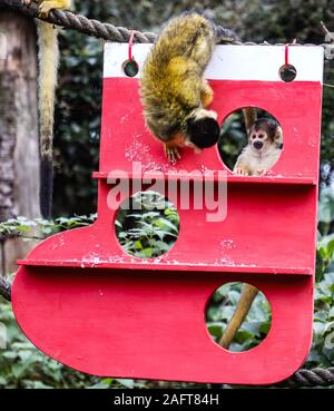 Londra, Regno Unito. Xvi Dec, 2019. Scimmie scoiattolo entrare nel Natale Spiritat al ZSL London Zoo. Credito: Brett Cove SOPA/images/ZUMA filo/Alamy Live News Foto Stock