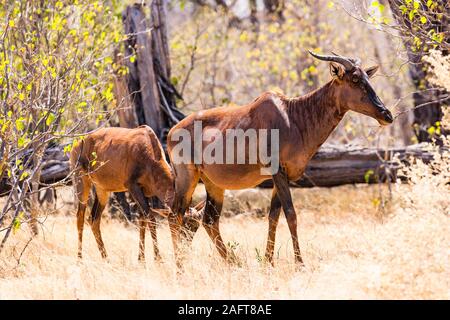 Topo in piedi a savana, Moremi Game Reserve, Okavango delta, Botswana, Sud Africa, Africa Foto Stock