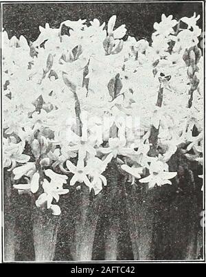 . Farquhar dell'autunno catalogo : 1921. Unico Giacinto rosa, rosa la perfezione. ^ Bianco Giacinto Ronian. Inizio giacinti romano. Tliese bellissimi giacinti sono indispensabili per theflorist nel suo autunno e inverno cut-flower lavoro; mentre finoal amatoriale sono tra i più facilmente coltivate competenti ed una soddisfacente dei bulbi. La varietà bianca, ifplanted presto in settembre e leggermente forzato, fiorirà inNovember; le altre richiedono da due o tre settimane in più. Quando giown in pentole o padelle sono più efficienti.: piantato in gruppi di sei o più lampadine in ciascuna. Bianco. Mammoth. $1.50 al doz Foto Stock