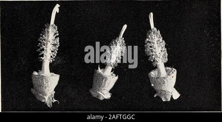 . Uno studio della diversità in cotone egiziano. Fig. 1 fiori di cotone egiziano e fiore di Egyptian-Upland ibrido. (Dimensione naturale.). Fig. 2.-stami e gli stimmi di cotone egiziano.(dimensione naturale). Foto Stock