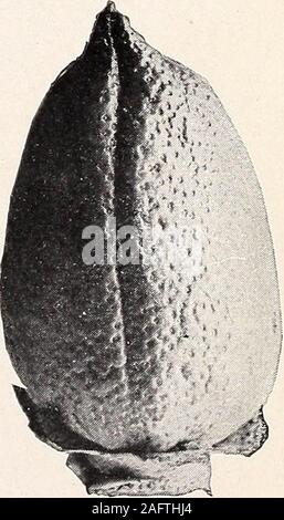 . Uno studio della diversità in cotone egiziano. E BOLLS INVOLUCRAL BRATTEE DI MlT AFIFI il cotone egiziano coltivato in Arizona. (Dimensione naturale.) Bui. 1 56, Bureau dell'impiantistica industriale, U. S. Dipartimento di Agricoltura. Piastra V. Foto Stock