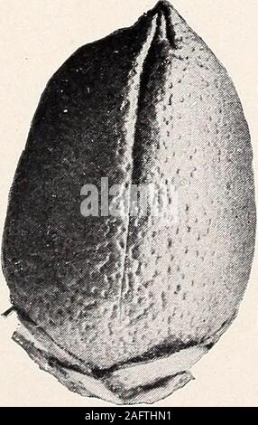 . Uno studio della diversità in cotone egiziano. Foto Stock