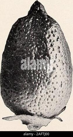 . Uno studio della diversità in cotone egiziano. Foto Stock