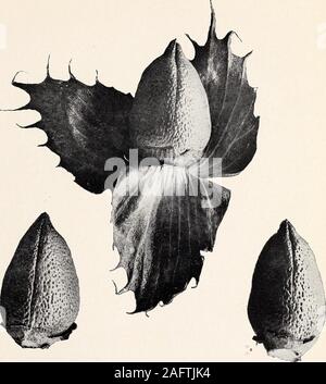 . Uno studio della diversità in cotone egiziano. Fig. 2-Egyptian-Upland ibrido. Un moderatamente ampia e fertile pianta. Bui. 156, Ufficio di presidenza di impiantistica industriale, U. S. Dipartimento di piastra informazioni agrico IV.. Foto Stock