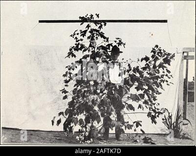 . Uno studio della diversità in cotone egiziano. Fig. 1-Egyptian-Upland ibrido. Un piccolo impianto di altopiano tipo.. Fig. 2-Egyptian-Upland ibrido. Un moderatamente ampia e fertile pianta. Bui. 156, Ufficio di presidenza di impiantistica industriale, U. S. Dipartimento di piastra informazioni agrico IV. Foto Stock