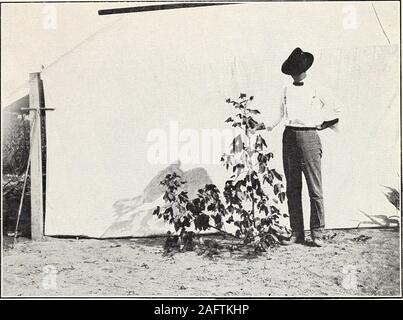 . Uno studio della diversità in cotone egiziano. Fig. 2.-molto produttiva in cotone egiziano, vegetali con abbondante fruttificazione rami. Bui. 156, Ufficio di presidenza di impiantistica industriale, U. S. Dipartimento di Agricoltura. Piastra. Fig. 1-Egyptian-Upland ibrido. Un piccolo impianto del tipo montane. Foto Stock