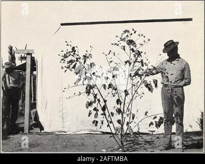 . Uno studio della diversità in cotone egiziano. Fig. 2-Impianto di tipo improduttivo di cotone egiziano, mostrando NumerousVegetative rami e molto piccoli rami fruttiferi. Bui. 156, Ufficio di presidenza di impiantistica industriale, U. S. Dipartimento di Agricoltura. Piastra II. Fig. 1-moderatamente stabilimento produttivo di cotone egiziano, con BothVegetative e la fruttificazione rami ben sviluppato. Foto Stock