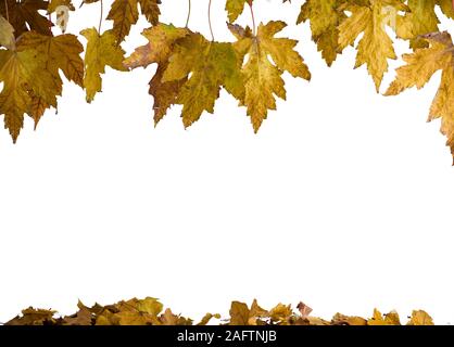 Foglie di autunno isolato in uno sfondo bianco Foto Stock