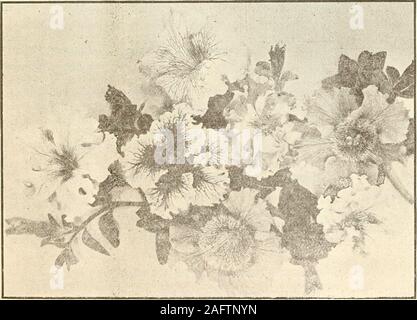 . 1905-'06 catalogo descrittivo di fiori rari : semi, piante, lampadine, cactus, ecc. Petunia, giganti della California, bella rosa, venato maroon,fiore 5 pollici attraverso. e lavanda, venato e spotted; i bordi sono graziosamente increspato. 15c pkt.. Iotunias-giganti della California. 14 Patricia B. Pastore Companys catalogo il cumulo di neve. Una più squisita di Snowy White Semi di papavero, con belle frange petali. Verydouble. 5c pkt. Fayal. Più bello e più dolce di tutti i papaveri, tutte le possibili tonalità di rosso, rosa, marrone e bianco, auto e variegate, doppia e singola, grandi e piccoli fiori. 5c pkt. Tulip Foto Stock