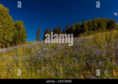 7/26/19 - HASTINGS MESA, COLORADO, Stati Uniti d'America - Scenic Beauty in primavera estate di fiori selvaggi e montagne, Hastings Mesa, Colorado vicino Ridgway Telluride Foto Stock