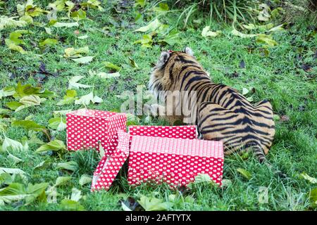 Londra, Regno Unito. Xvi Dec, 2019. Asim la tigre di Sumatra ottiene nel Natale Spiritat al ZSL London Zoo. Credito: SOPA Immagini limitata/Alamy Live News Foto Stock