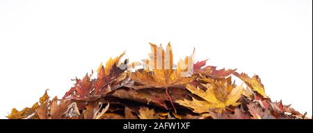 Cumulo di foglie di autunno isolato in uno sfondo bianco Foto Stock