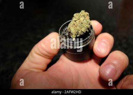 Guy tenere una Marijuana bud sulla cannabis grinder voce, tossicodipendenza da droga concept Foto Stock