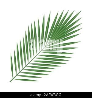 Foglie di piante tropicali. Gli elementi isolati. Palm tree Illustrazione Vettoriale