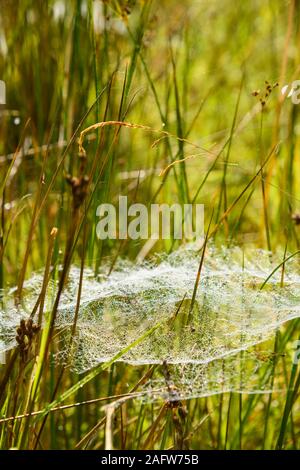 Cobwebs coperto in gocce d'acqua dalla rugiada del mattino presto, Dumfries & Galloway, Scozia Foto Stock