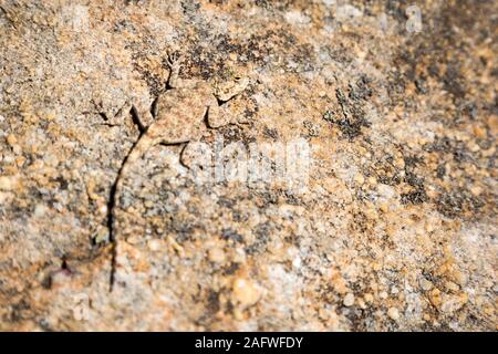 Un quasi invisibile lizard, mimetizzazione con la pietra la sua seduta su, Sud Africa Foto Stock