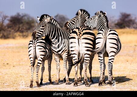 Zebre sulla formazione di belvedere a savana, Moremi Game Reserve, Okavango delta, Botswana, Sud Africa, Africa Foto Stock